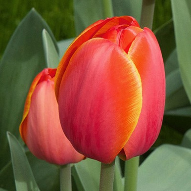 Tulip - Tulipa Ad Rem, flowers | Garden ...