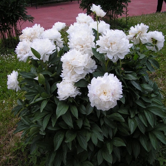 Пион Амалия Олсон (Paeonia Amalia Olson) купить в Москве по ...