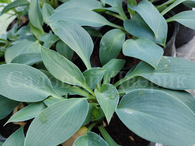 Hosta.com.ua. Хоста Blue Angel (Блю Энджел, Голубой Ангел) - фото