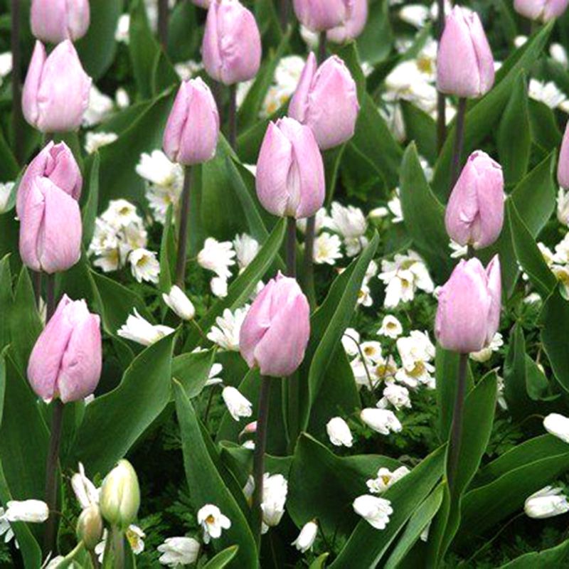 File:Tulipa 'Candy Prince' 2016 05.JPG ...