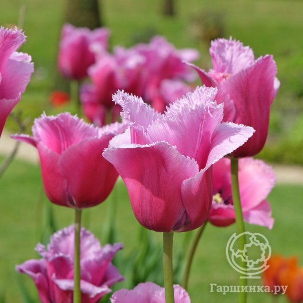 Тюльпан Лувр (Tulipa Louvre) - Тюльпаны Бахромчатые ...