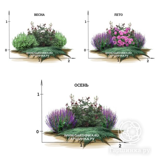 Купить набор клумба с розами Квартет 4 саженца, id: 16297 ...