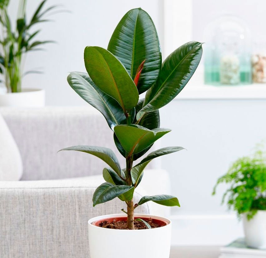 Фикус Бенджамина Реджинальд /Ficus Benjamina 60 см купить в ...