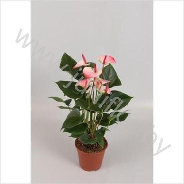 Anthurium Princess Amalia Elegance (отцвел)