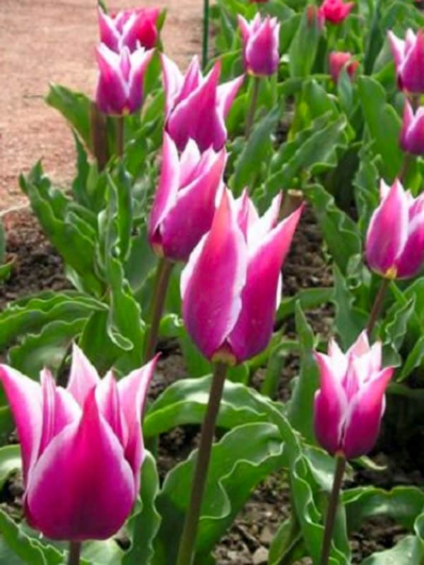 Тюльпан Клаудия / Tulipa Claudia, Гарденвижен (Gardenvision ...