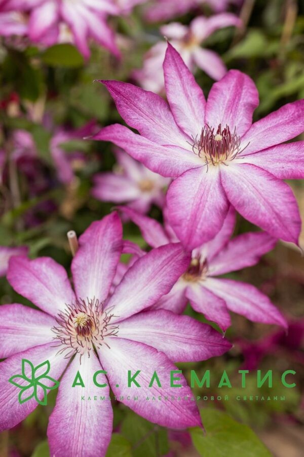 Clematis Tae (Клематис Тае) | Растения за градината