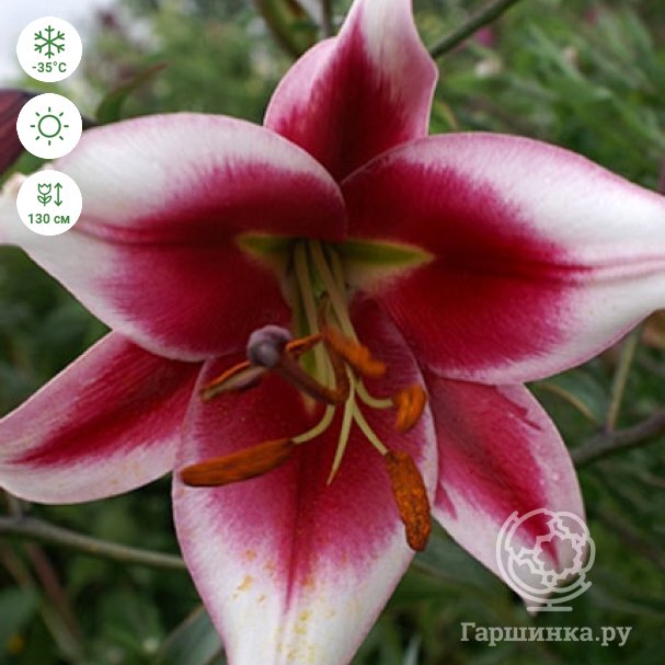 Lily (Lilium 'Friso') flower - Stock Image - C059/2236 ...