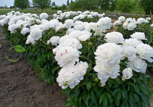 Купить Роза Avalanche Sorbet 60см оптом | Paeonia