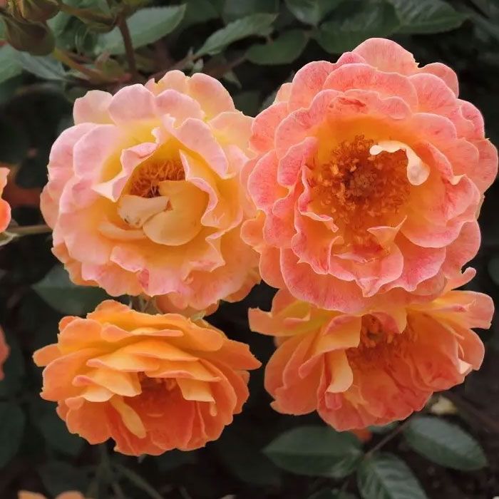 Garden ROSE BESSIE - DAVID AUSTIN 50cm | Wholesale Dutch ...