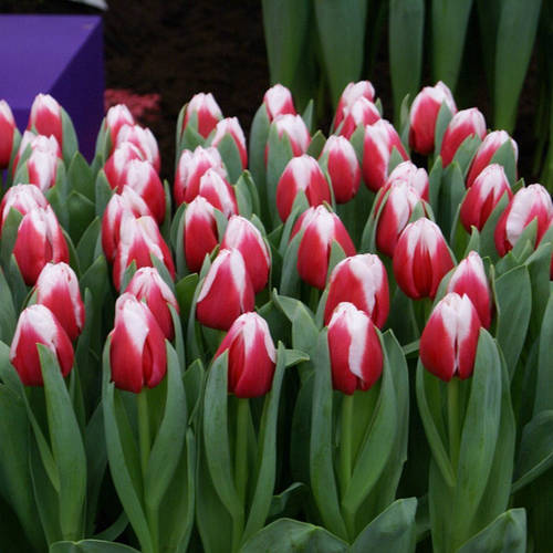 Tulipa Dutch Design Mix ...