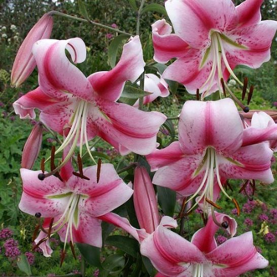 Lilia Trąbkowa 'White Planet' Lily Garden - Cebulki kwiatowe