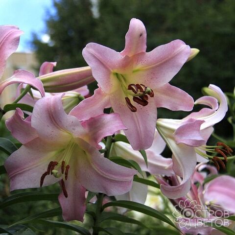 Lilium 'Little Kiss'