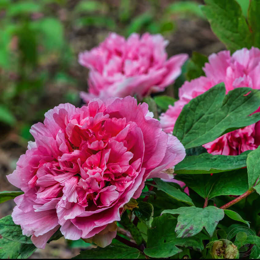 Pink Giant | Warmerdam Paeonia