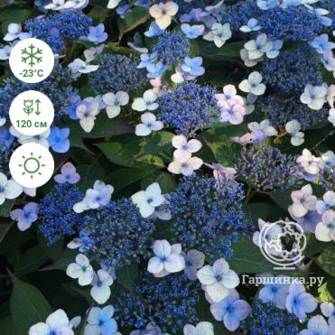 Гортензия пильчатая Блю Бёрд (Hydrangea serrata Bluebird) 5 л ...