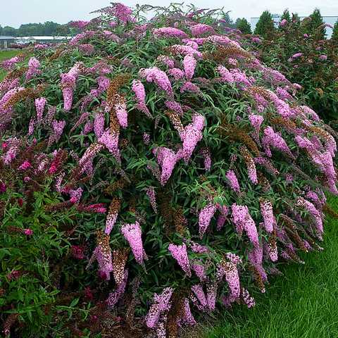 Будлея (Buddleia), Буддлея (Buddleia)