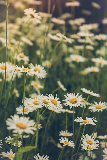 Цветы, похожие на ромашки: названия, описания и фото - Flowers.ua