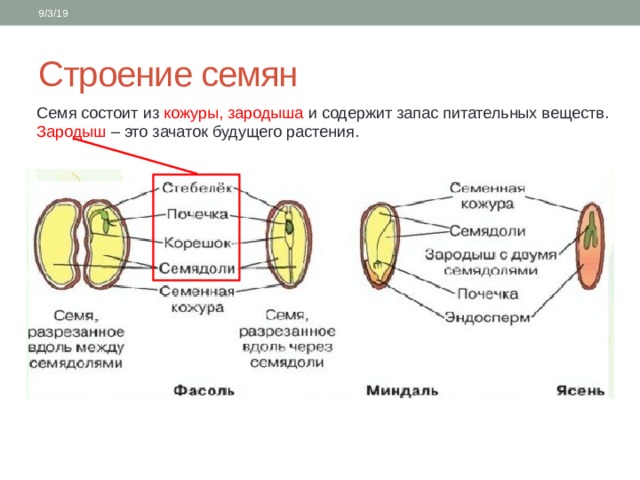 Презентация 