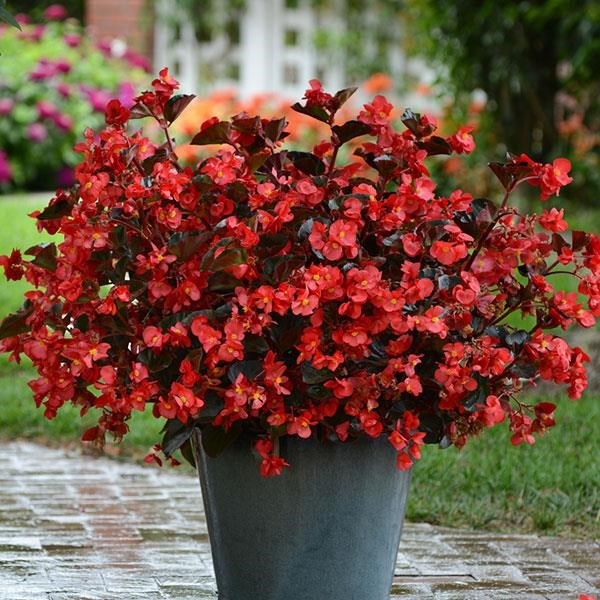 BEGONIA MEGAWATT RED BRONZE P14 - Veiling Holambra | Flores e ...