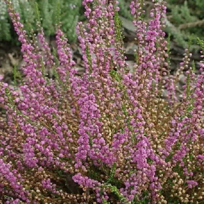 Фотография Обыкновенный вереск (Calluna vulgaris) Лапландский ...