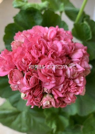 Grainger's Antigue Rose (Античная Роза ...