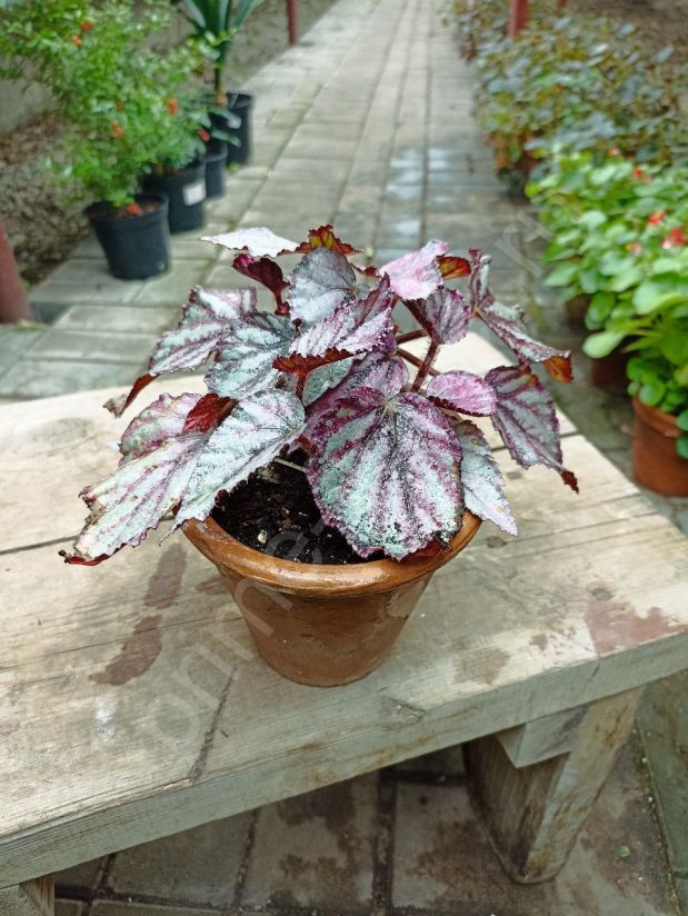 Begonia Rex Red Jive ...