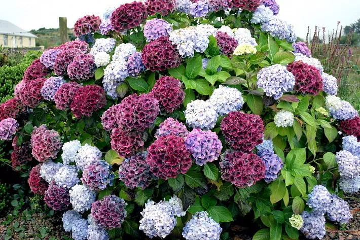 Hydrangea arborescens ...