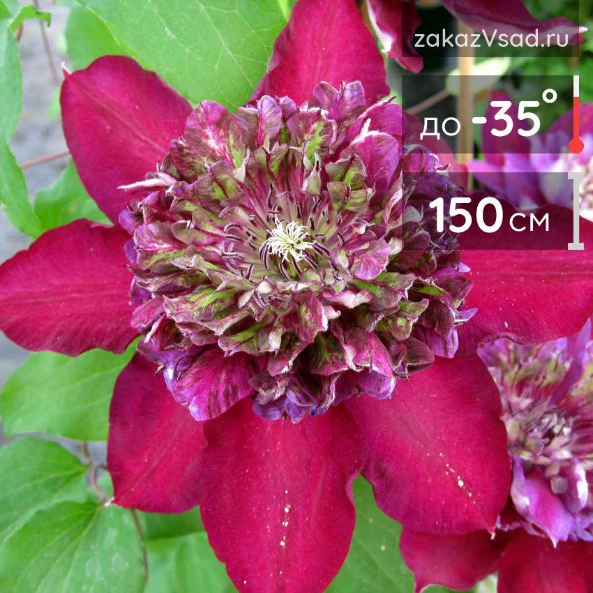 Clematis TEMPTATION 'Zotemp' PBR & PPaf (cltempta) - FloraXchange