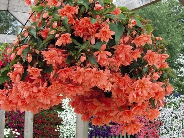 Begonia BELLECONIA Hot Orange ...