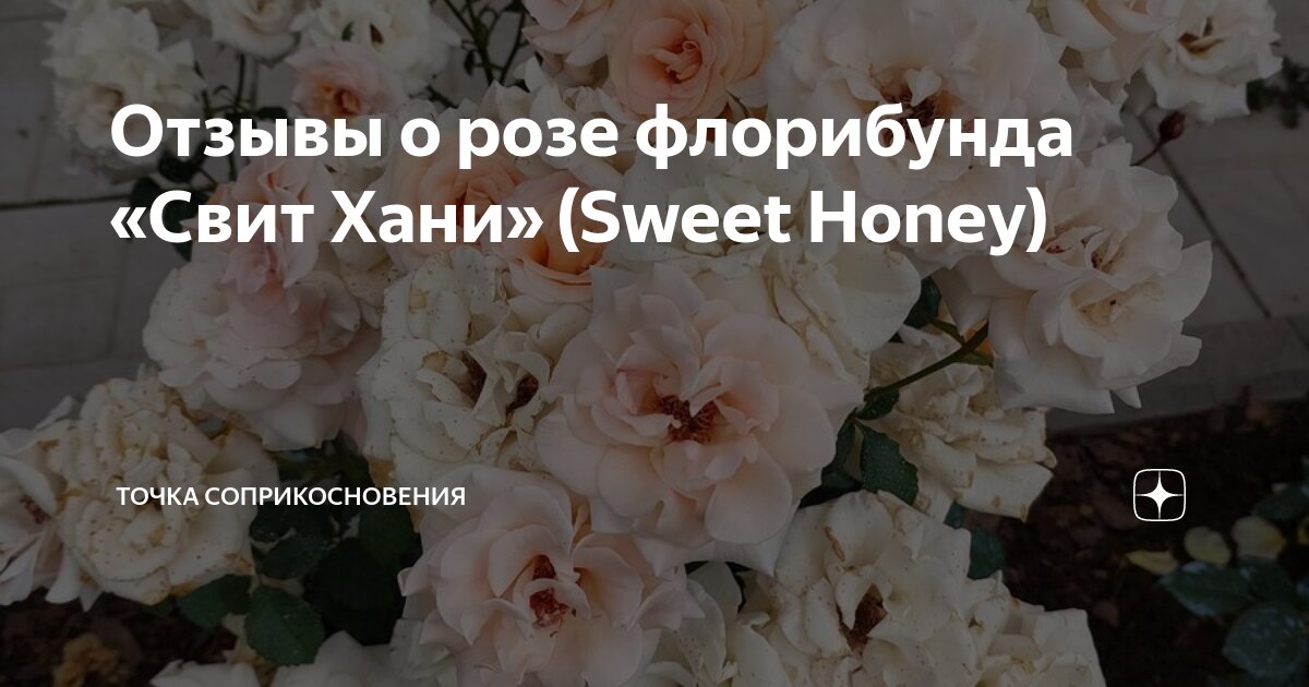 Роза “Sweet Honey”, питомник Кордес. | Сад на Оке | Дзен