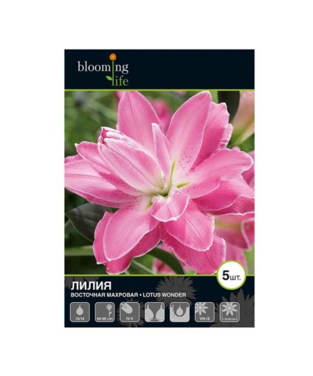 Cumpărați Lilium Dbl Oriental Lotus Wonder la 59 MDL de la ...