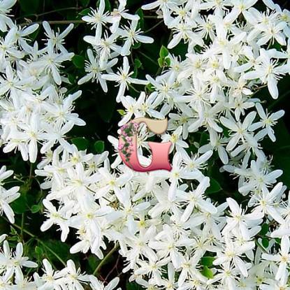 Clematis Flammula ...