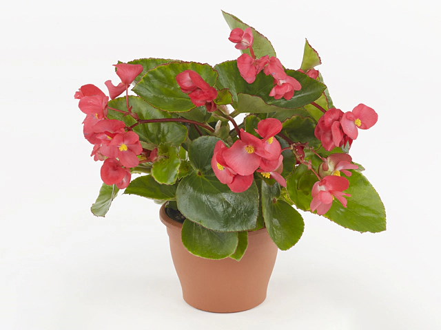 Begonia Megawatt™ 'Pink Bronze Leaf (seed)' from Penn State ...