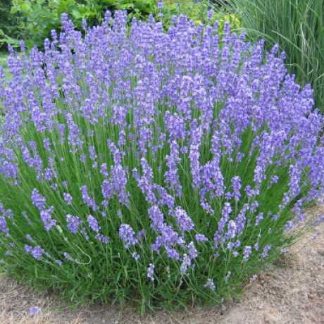 Lavandula ANGUSTIFOLIA 'ENGLISH' (Лаванда): купить ~ 10 семян ...