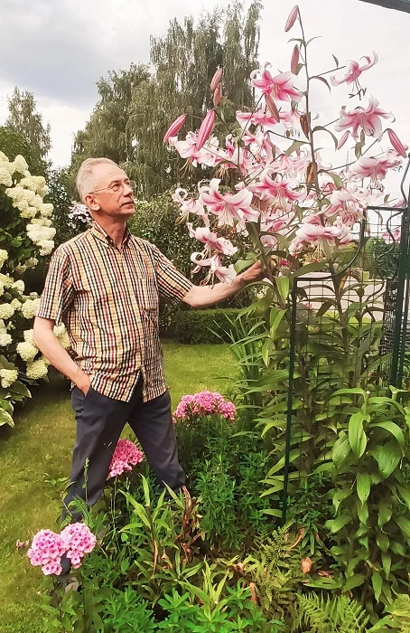 Lilium 'Anastasia' (Orienpet Lily)