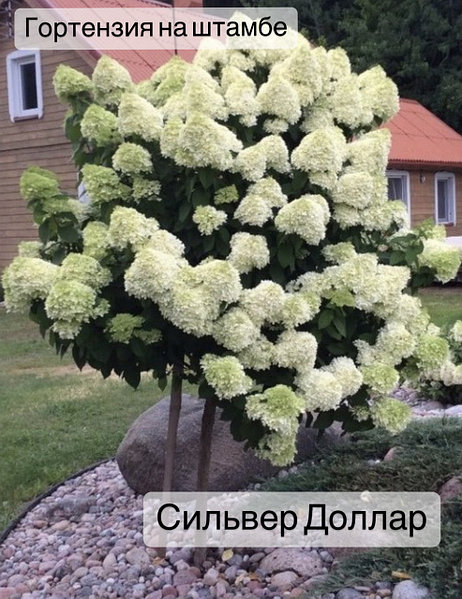 Гортензия метельчатая Сильвер Доллар \ Hydrangea paniculata ...