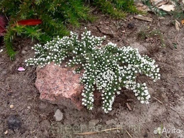 Астра вересковая купить в интернет-магазине - Shelestflowers