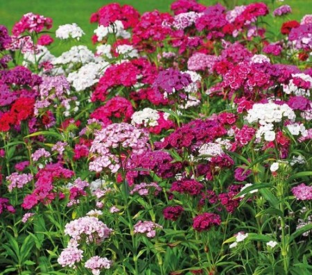 Гвоздика турецкая (махровая смесь) (Dianthus barbatus)