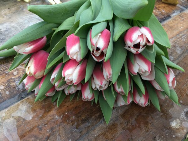 Tulipa Dutch Design Mix 11/12 ...