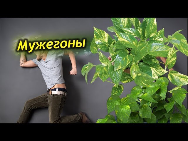 Приметы про цветы | Флористы Семицветик ...