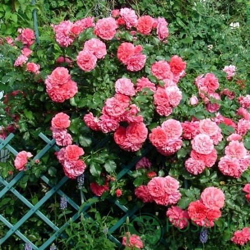 Роза Розариум Ютерсен (Rosa climbing Rosarium Uetersen) ШРАБ ...