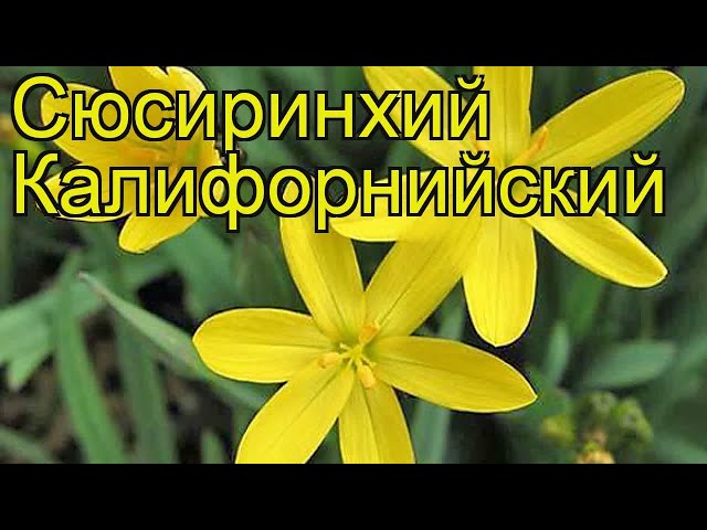 Сизиринхиум (Sisyrinchium) - купить ...