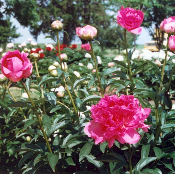 Glory Hallelujah - Home of Peonies