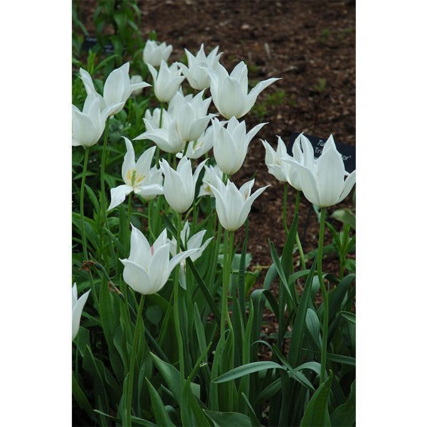 Купить тюльпан уайт триумфатор (tulipa white triumphator), 10 ...