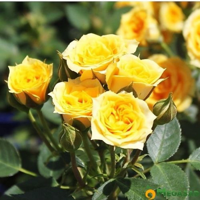 Yellow Rose Standing Spray arranged by ...