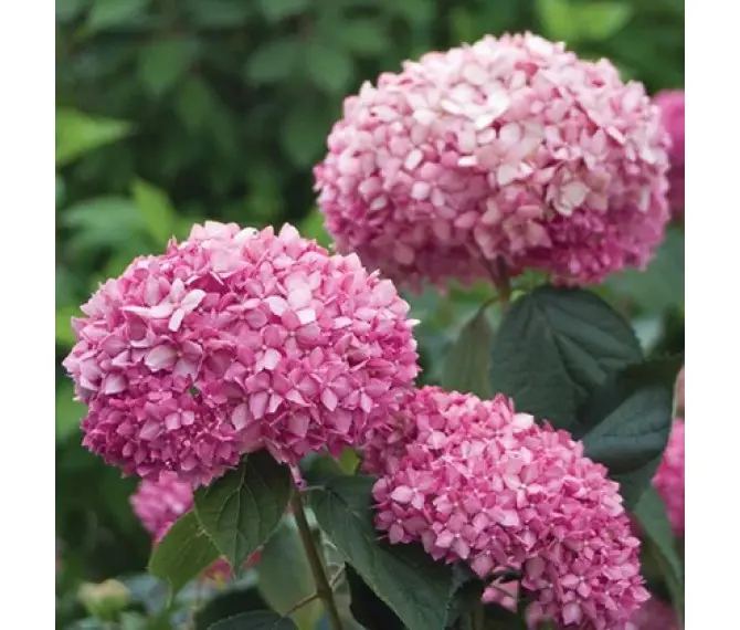 Гортензия древовидная (Hydrangea arborescens): описание и ...