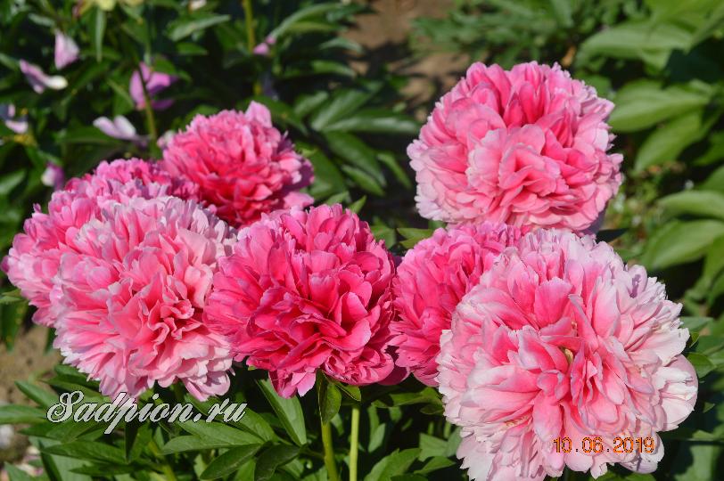 Flower double deep pink peony Mary Jo Legare, blooming ...