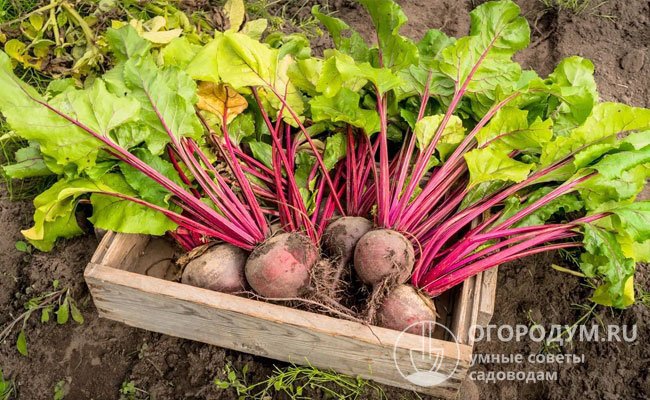 ЗаготовкиlРецептыlКонсервация | ХРУСТЯЩИЕ ВКУСНЕЙШИЙ ОГУРЧИКИ ...