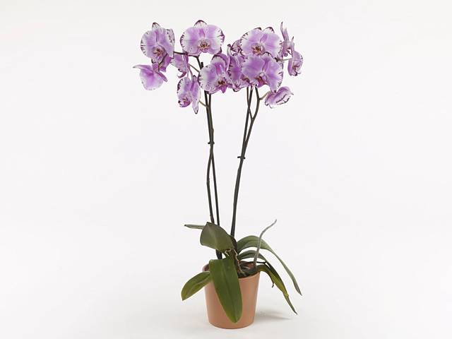 Phalaenopsis — каталог из 614 сортов и видов с фото и описанием