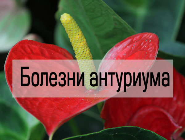 Антуриум — чудо с хвостиком! Уход в ...