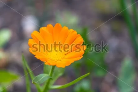 Крупный план цветка Calendula оранжевый Стоковое Фото ...